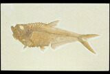 Fossil Fish (Diplomystus) - Green River Formation #122743-1